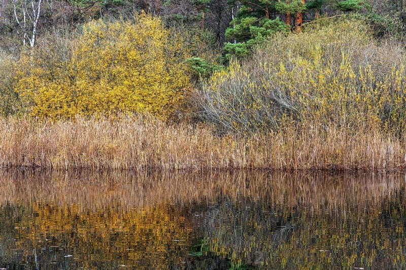 Autumn forest, autumn-colored trees, water of a small lake in front, near Prerow, Fischland-Darß-Zingst, Western Pomerania Lagoon Area National Park, Mecklenburg-Western Pomerania, Germany