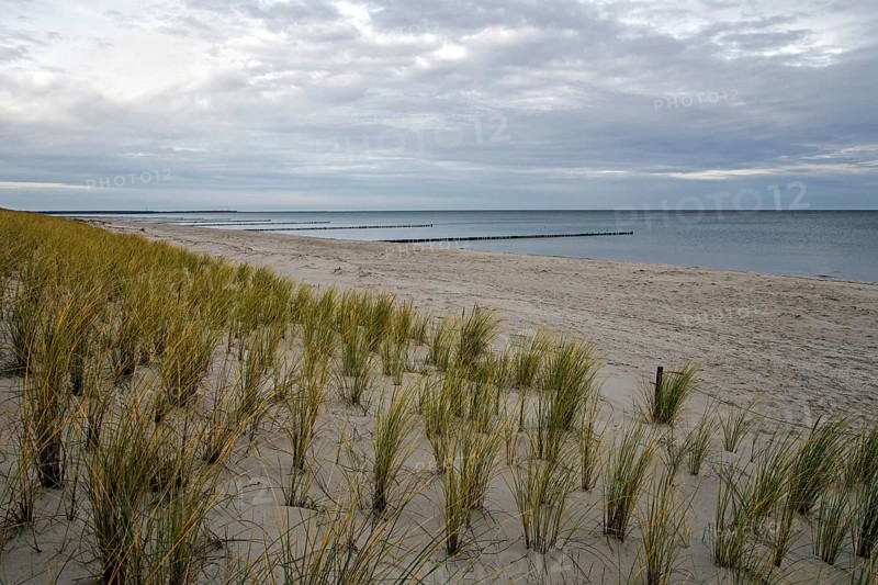 Sandy beach beach with marram grass (Ammophila), Zingst, Fischland-Darß-Zingst, Vorpommersche Boddenlandschaft National Park, Baltic Sea, Mecklenburg-Western Pomerania, Germany