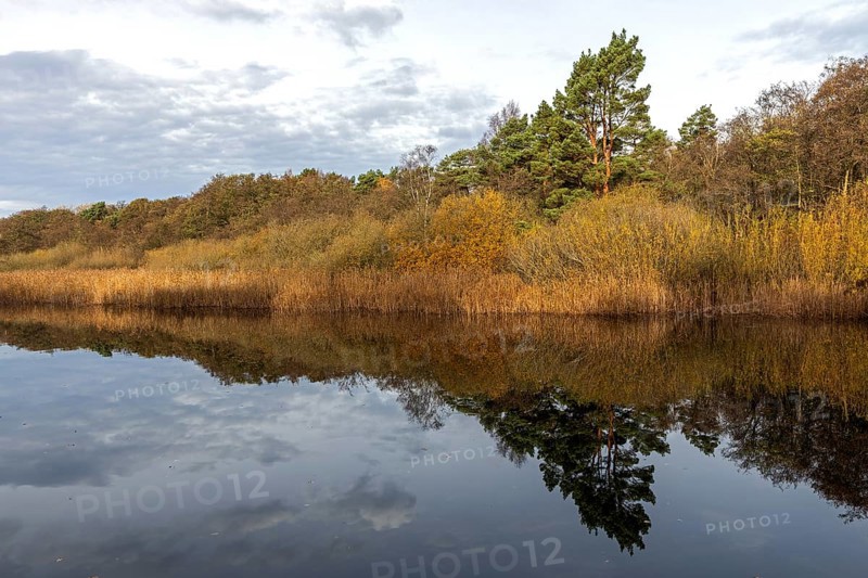 Autumn forest and reeds, autumn-colored trees, reflected in the water, near Prerow, Fischland-Darß-Zingst, Western Pomerania Lagoon Area National Park, Mecklenburg-Western Pomerania, Germany