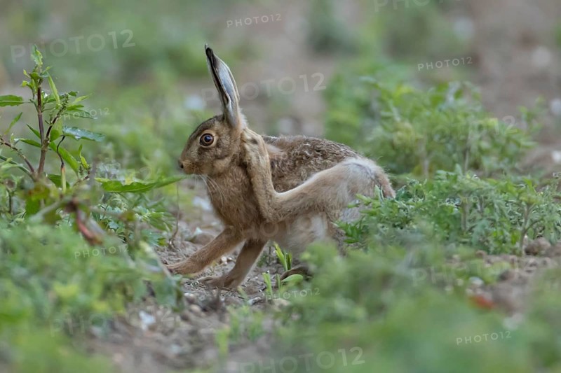 European brown hare (Lepus europaeus) adult animal scratching its ear in a farmland field in summer, England, United Kingdom