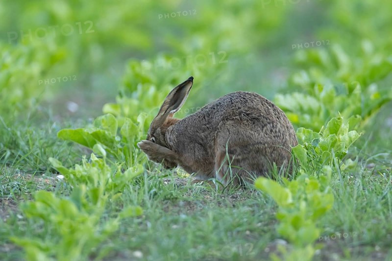 European brown hare (Lepus europaeus) adult animal washing its face in a sugar beet crop farmland field in summer, England, United Kingdom