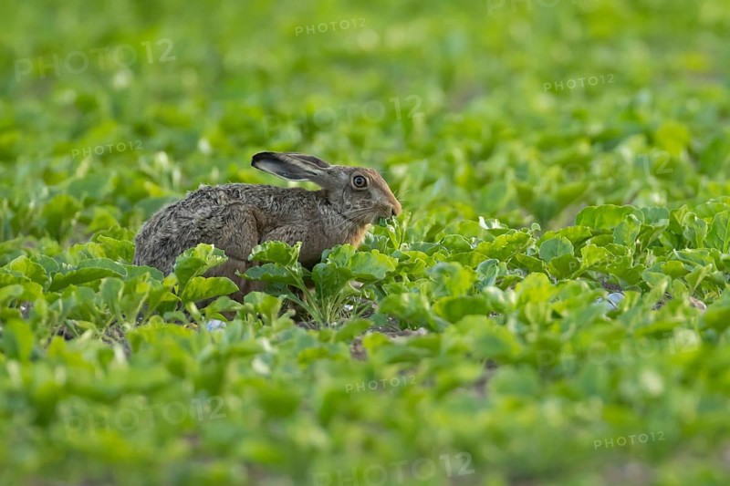 European brown hare (Lepus europaeus) adult animal eating in a sugar beet crop farmland field in summer, England, United Kingdom