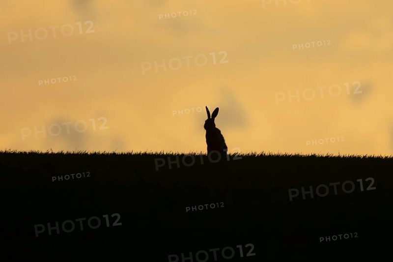 European brown hare (Lepus europaeus) silhouette of an adult animal on a ridge in a farmland cereal field at sunset in springtime, England, United Kingdom