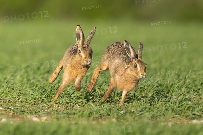 European brown hare (Lepus europaeus) two adult animals running in a farmland cereal field in springtime with one chasing the other, England, United Kingdom