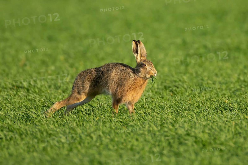 European brown hare (Lepus europaeus) adult animal eating in a farmland cereal field in springtime, England, United Kingdom