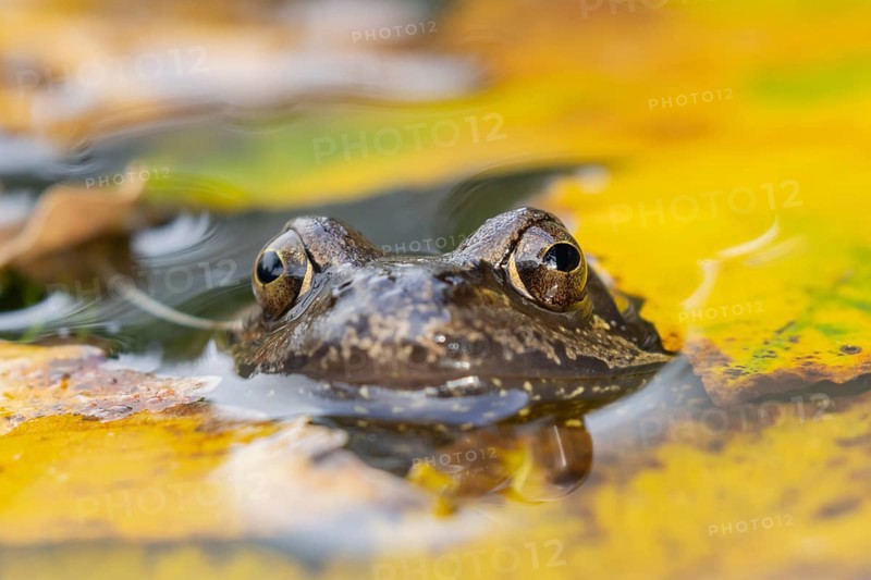 Common frog (Rana temporaria) adult amphibian on the water surface of a pond with fallen autumn leaves, England, United Kingdom