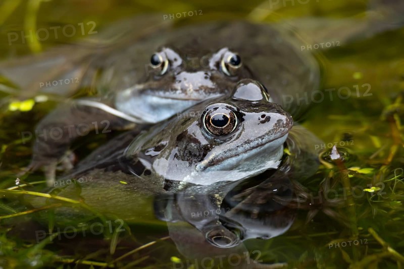 Common frog (Rana temporaria) two adults amphibian on the water surface of a garden pond in spring, England, United Kingdom