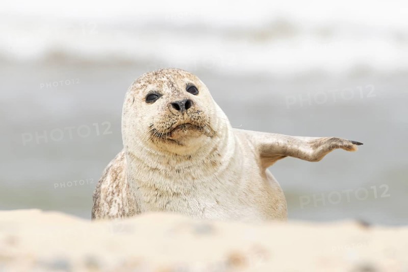 Common or Habor seal (Phoca vitulina) adult animal resting on the sand of a beach, England, United Kingdom