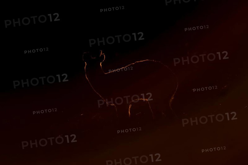 Chinese water deer (Hydropotes inermis) adult animal backlit in a marshland field at sunset, England, United Kingdom