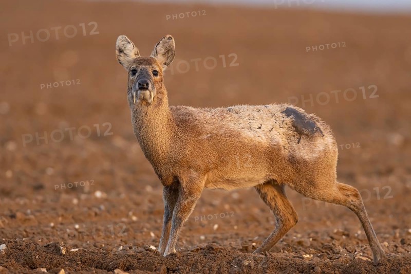 Chinese water deer (Hydropotes inermis) adult animal in a ploughed farmland field, England, United Kingdom