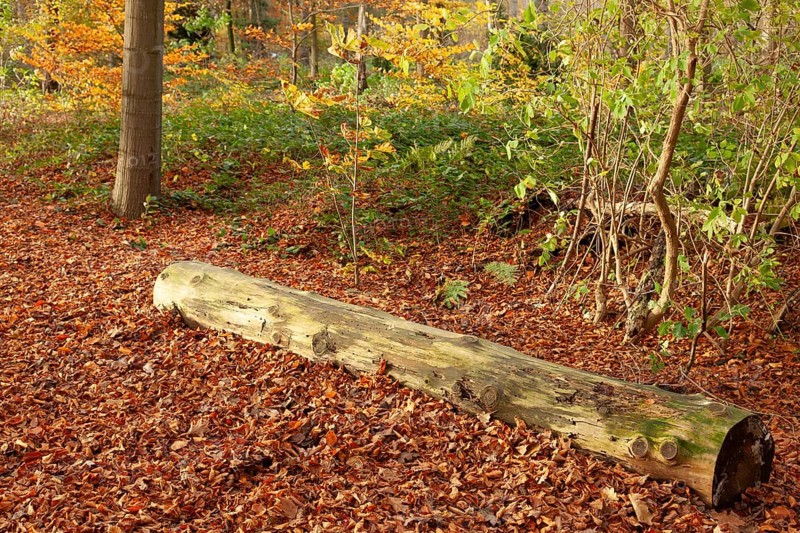 Autumn foliage, Stikelkamper Wald, Leer District, East Frisia, Lower Saxony, Germany