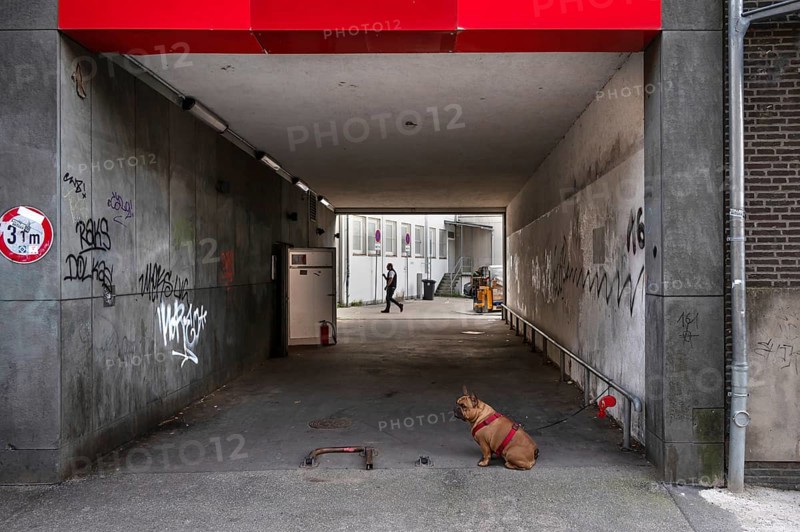 Dog, a boxer waits on a leash for his owner, Hanseatic City of Lübeck, Schleswig-Holstein, Germany