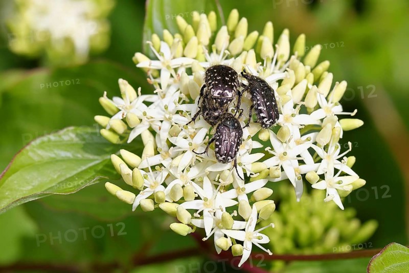 Weeping rose beetle (Oxythyrea funesta), on flowers of Common Dogwood, (Cornus sanguinea), other animals, insects, beetles, animals, wildlife, close-up, Wilnsdorf, North Rhine-Westphalia, Germany