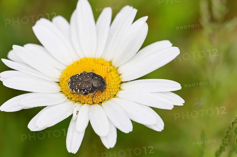 Weeping rose beetle (Oxythyrea funesta), on meadow daisy (Leucanthemum vulgare), other animals, insects, beetles, animals, wildlife, close-up, Wilnsdorf, North Rhine-Westphalia, Germany