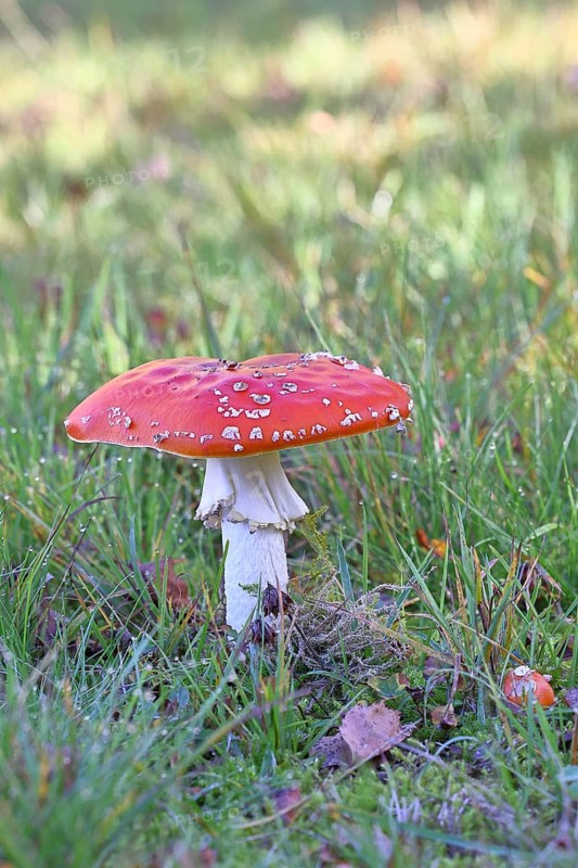 Red fly agaric (Amanita muscaria), fruiting body, in a meadow, close-up, Wilnsdorf, North Rhine-Westphalia, Germany