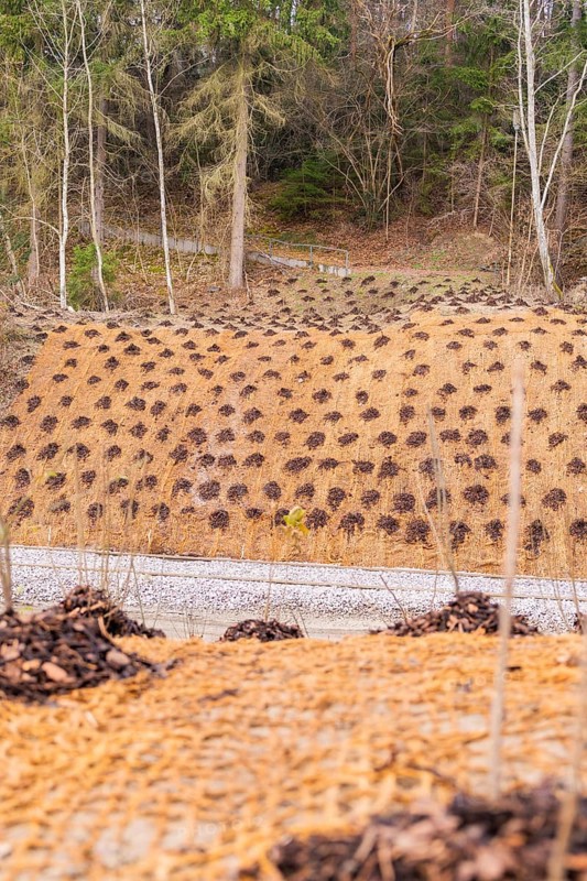 Slope protected from a wooded landscape with a protective net and plants, construction of the Hermann Hesse Railway, Calw, Germany