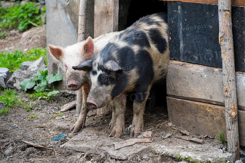 Two pigs stand at the entrance of a wooden barn on a rural farm, Sameba, Kvemo Kartli region, Lower Kartli, Georgia