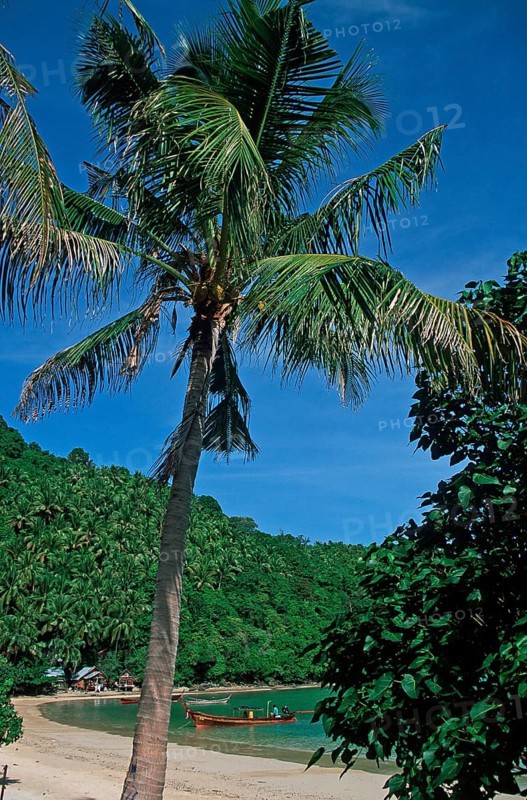 Palm tree on Ko Phi Phi Don beach, two years in front of the tsunami, Thailand, December 2002, vintage, retro, old, historic