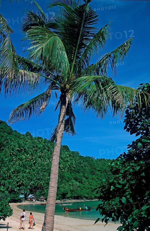 People, palm tree on the beach of Ko Phi Phi Don, two years in front of the tsunami, Thailand, December 2002, vintage, retro, old, historic