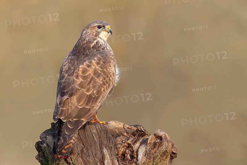 Buzzard (Buteo buteo) sitting attentively on an old tree stump, wildlife, animals, birds, bird of prey, nature photography, Siegerland, North Rhine-Westphalia, Germany