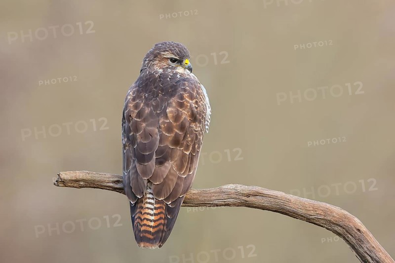 Buzzard (Buteo buteo) sitting attentively on a branch, wildlife, animals, birds, bird of prey, nature photography, Siegerland, North Rhine-Westphalia, Germany