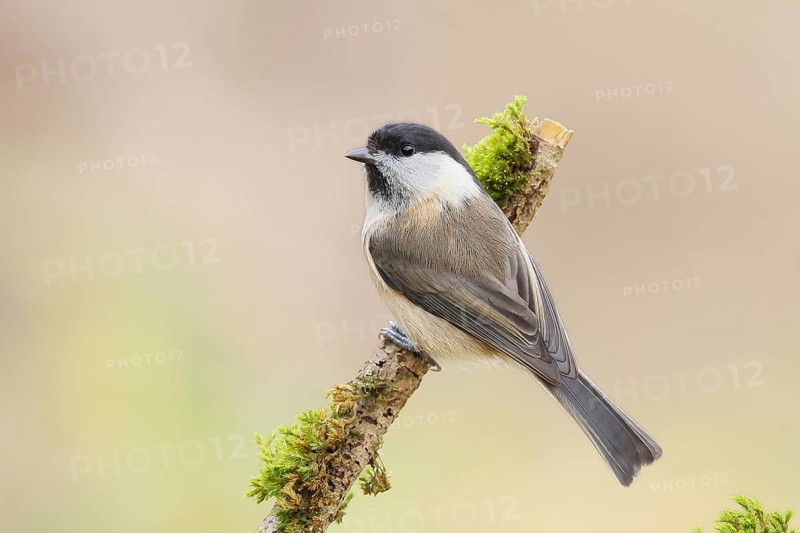 Willow Tit (Parus montanus), sitting on a branch overgrown with moss and lichen, Wildlife, Animals, Birds, Tits, Siegerland, North Rhine-Westphalia, Germany