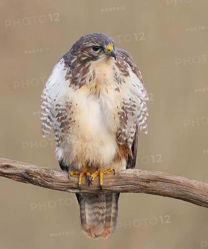 Buzzard (Buteo buteo) sitting attentively on a branch, wildlife, animals, birds, bird of prey, nature photography, Siegerland, North Rhine-Westphalia, Germany