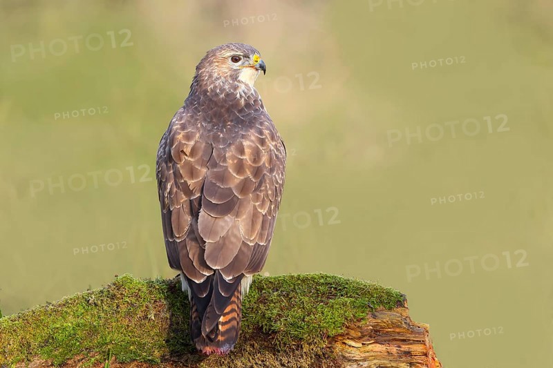 Buzzard (Buteo buteo) sitting attentively on a moss-covered tree stump, Wildlife, Animals, Birds, Bird of prey, Nature photography, Siegerland, North Rhine-Westphalia, Germany
