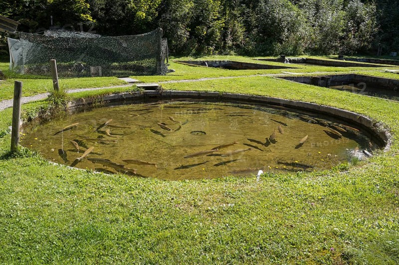 Trout in the pond, Kreuth fishing, Herzogliche Fischzucht Wildbad Kreuth, Tegernsee Valley, Upper Bavaria, Bavaria, Germany