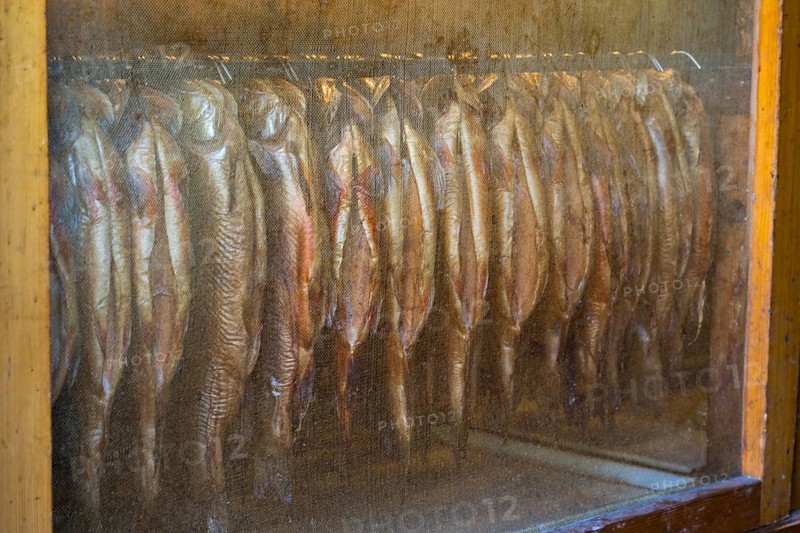 Trout in the smokehouse, fishing Kreuth, Herzogliche Fischzucht Wildbad Kreuth, Tegernsee Valley, Upper Bavaria, Bavaria, Germany