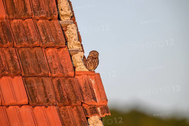 Little owl (Athene noctua) adult adult bird sitting on the edge of a tiled roof of a building and looking into the distance, Wiehengebirge, Lower Saxony, Germany