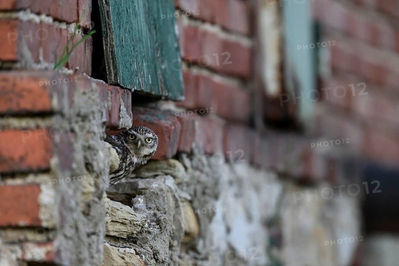 Little owl (Athene noctua) Alt-bird owl looking out of a weathered building, surrounded by old bricks, An owl looks out of an opening in an old brick wall. Expression of curiosity and vigilance, Wiehengebirge, Lower Saxony, Germany