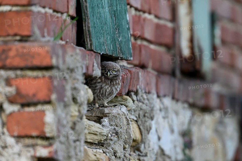 Little owl (Athene noctua) Juvenile owl looking out of a weathered building surrounded by old bricks, An owl looks out of an opening in an old brick wall. Expression of curiosity and vigilance, Wiehengebirge, Lower Saxony, Germany