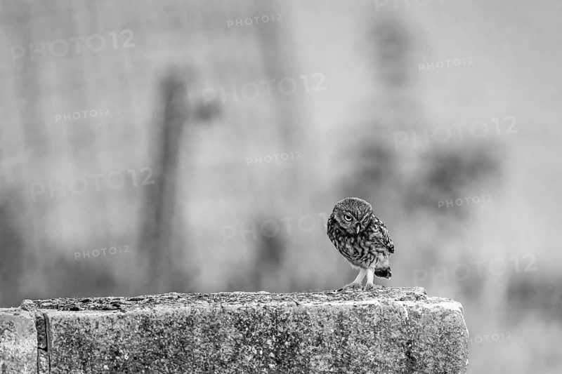 A focussed view of an owl Little owl (Athene noctua) on a wall, the surroundings are blurred, An owl stands attentively on an old wall in a high-contrast black and white photo, Wiehengebirge, Lower Saxony, Germany