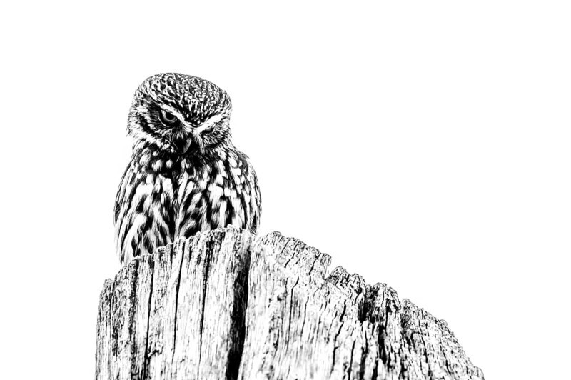 Little owl (Athene noctua) sitting on a tree stump, minimalist black and white, An owl sits on a wooden post in a minimalist black and white style, Grambergen, Bissendorf, Lower Saxony, Germany
