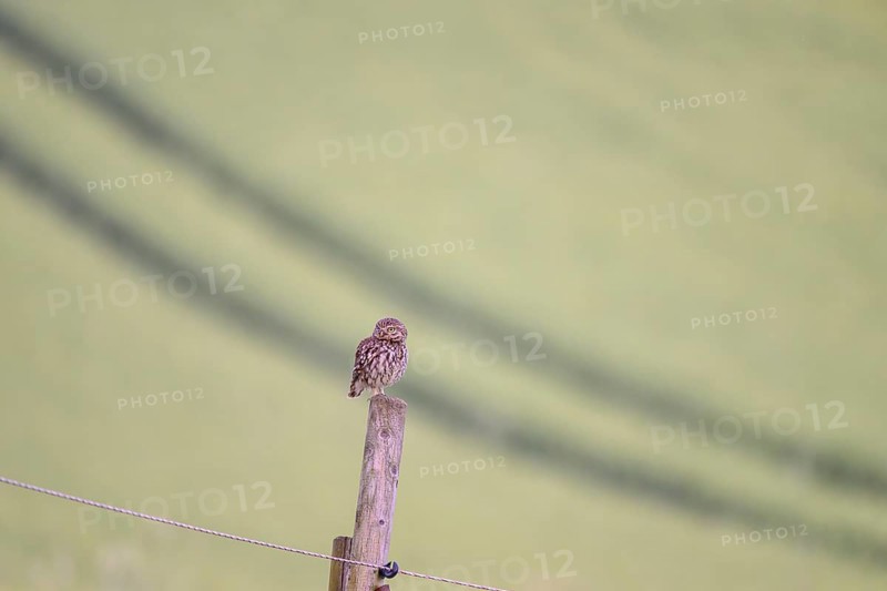 A little owl (Athene noctua) sitting on a post, captured in a minimalist style with a pastel-coloured background, owl sitting on a wooden post against a wide, greenish background, Wiehengebirge, Lower Saxony, Germany