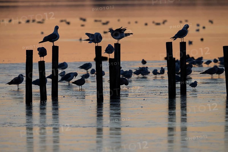 Black-headed gulls (LArus ridibundus) gather on posts in the water at sunset, Lake Dümmer, Lembruch, Lower Saxony, Germany
