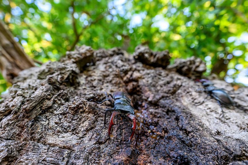 Stag beetle (Lucanus cervus) on an oak tree, Damme, Oldenburger Münsterland, Lower Saxony, Germany