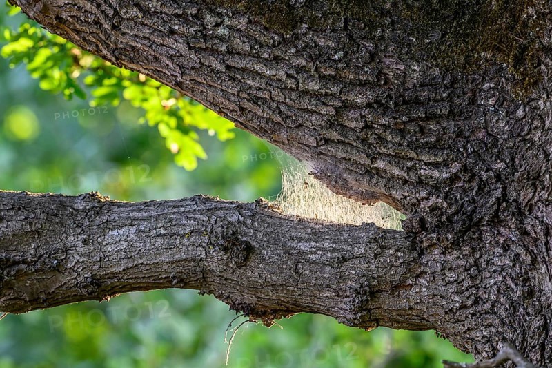 Webs of the oak processionary moth (Thaumetopoea processionea) glow in the sunlight between tree branches, Damme, Oldenburger Münsterland, Lower Saxony, Germany