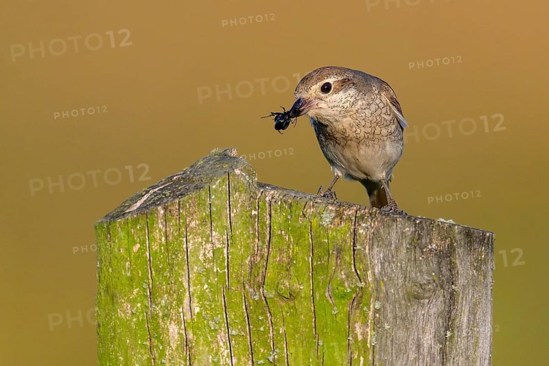 Female Red-backed Shrike (Lanius collurio) sitting on a fence post with blurred background holding an insect in her beak, Dümmerniederung, Lower Saxony, Germany