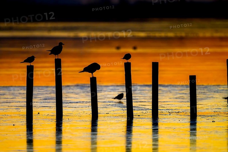 Silhouettes of LAk gulls (Larus ridibundus) on posts in golden sunset colours, Lake Dümmer, Lembruch, Lower Saxony, Germany