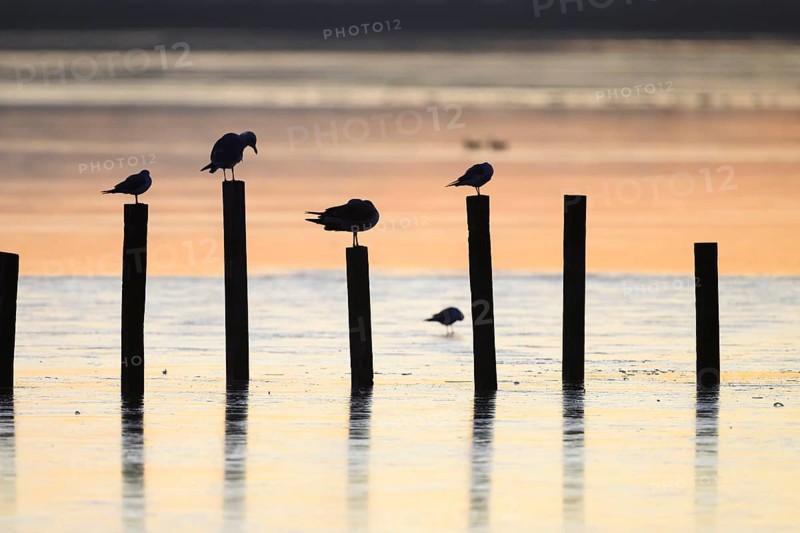 Black-headed gulls (Larus ridibundus) Birds on posts in the water at sunset, soft light, calm atmosphere, Lake Dümmer, Lembruch, Lower Saxony, Germany