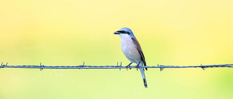 Red-backed shrike (Lanius collurio) sitting on a barbed wire in front of a soft background, Dümmerniederung, Lower Saxony, Germany