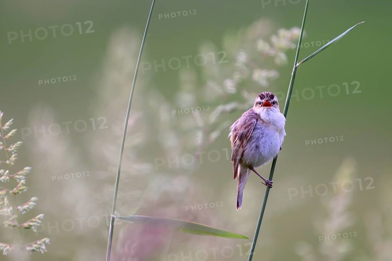 Reed warbler (Acrocephalus schoenobaenus) sitting on a reed in a natural environment, Dümmerniederung, Lower Saxony, Germany