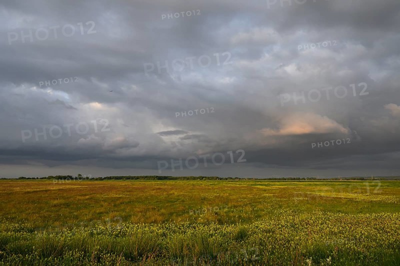 Wet meadow with flowering rattle pot (Rhinanthus spec.) in warm light under a partly dramatically cloudy sky, Ochsenmoor, Dümmerniederung, Lower Saxony, Germany