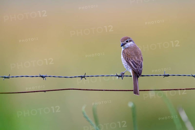 Female Red-backed Shrike (Lanius collurio) sitting on a barbed wire with blurred background, Dümmerniederung, Lower Saxony, Germany