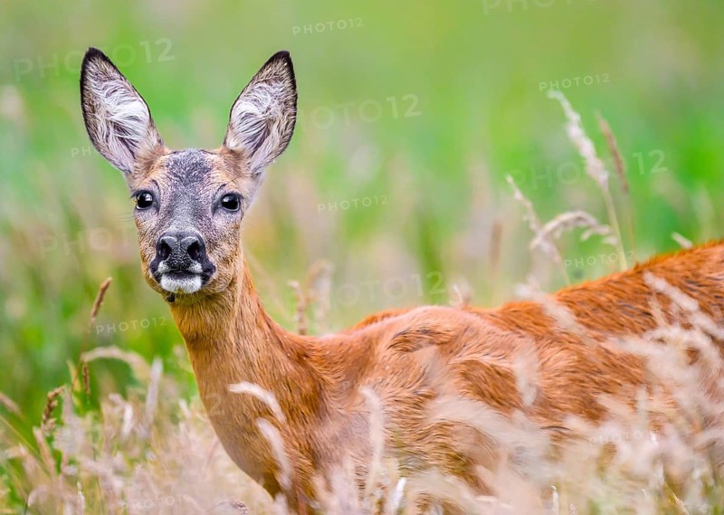 A doe roe deer (Capreolus capreolus) standing in tall grass in a summer meadow, Lehmden, Steinfeld, Lower Saxony, Germany