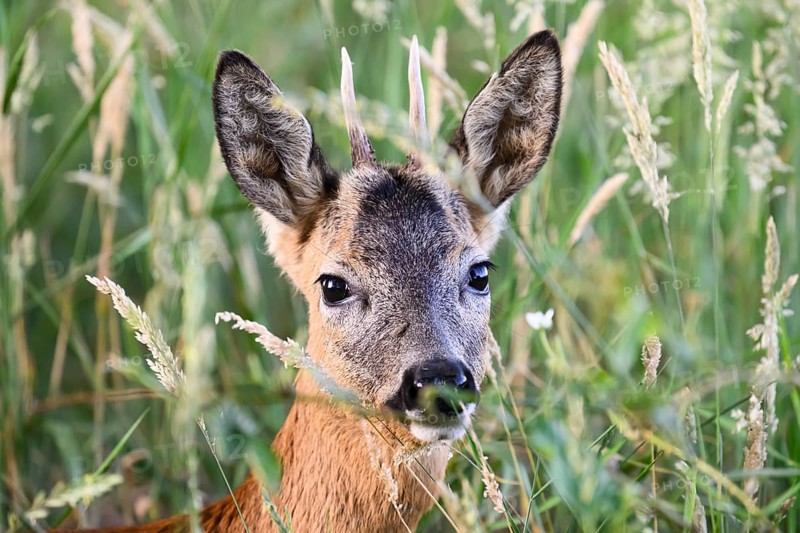 A roebuck (Capreolus capreolus), a young roebuck looking out from between the tall grasses, Langenteilen, Damme, Lower Saxony, Germany