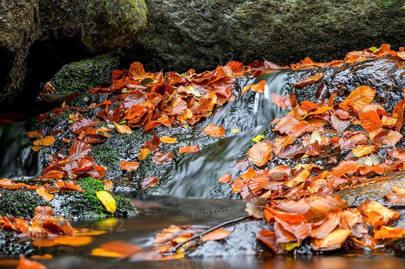 River Bode flows over smooth-cut rocks with colorful autumn leaves, autumn colors in the Bodetal nature reserve in the Harz National Park, Königskrug, Braunlage, Lower Saxony, Germany