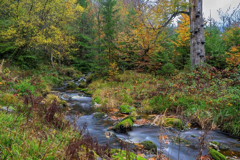 The river Bode near Königskrug, Harz National Park, Braunlage, Lower Saxony, Germany